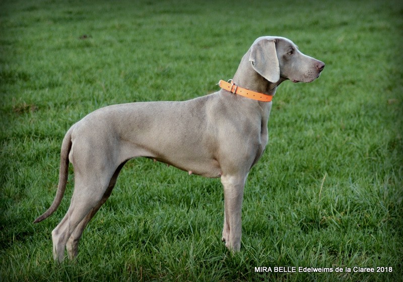 Mira-bella Edelweims de la Clarée